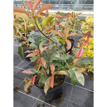 Photinia